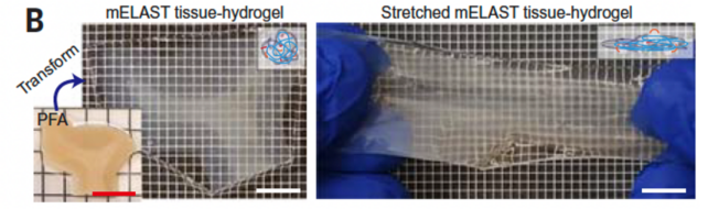 Panel of two images showing brain tissue made into a stretchy, clear hydrogel.