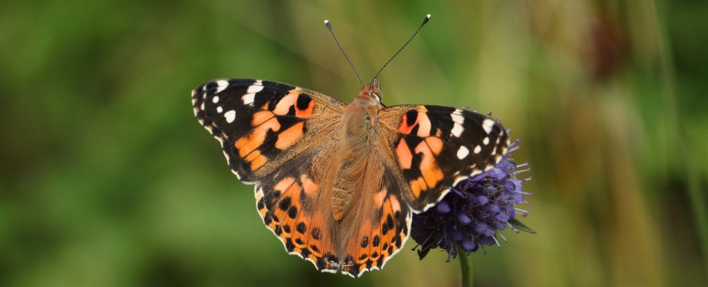 Butterflies Can Make Epic Atlantic Ocean Voyages, Shocking Scientists