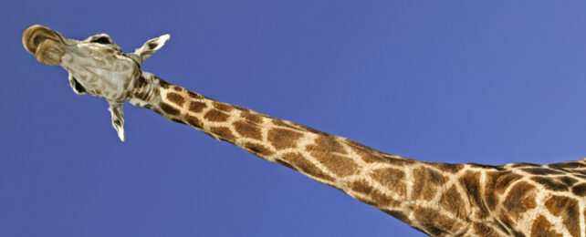Giraffe head and neck towering over viewer