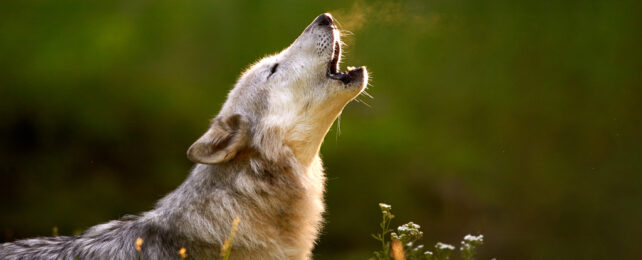 Wolf howling in cold field of flowers