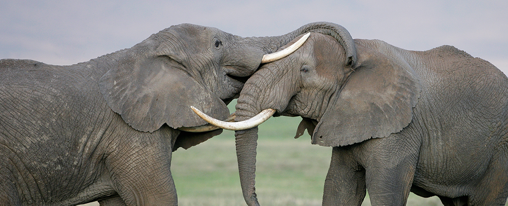 two elephants touching each other with their trunks