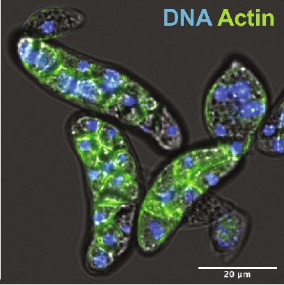 Historic Viruses Might Have Given Our Ancestors The Edge to Evolve