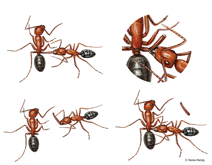 Four steps of ant leg amputation, licking, biting, removing and licking