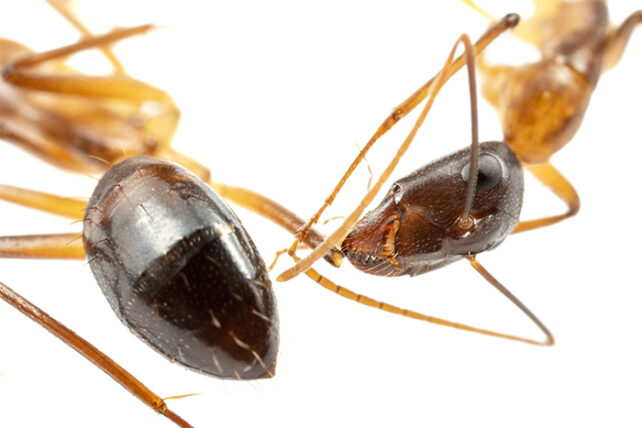 These Ants Perform Life-Saving Operations on Injured Nestmates, Similar ...