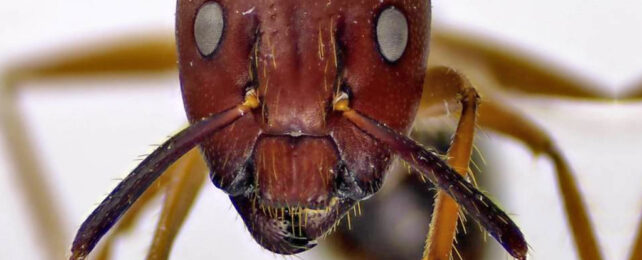 Close up of Florida carpenter ants' red face with grey eyes