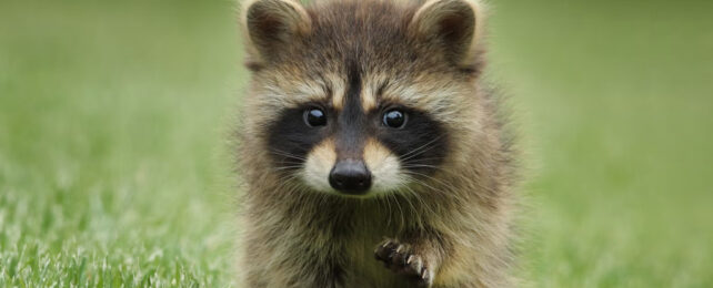 Baby racoon on grass with extended paw