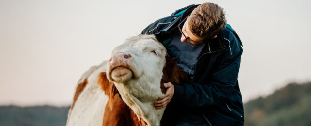 Farmer holding and inspecting his cow in a field