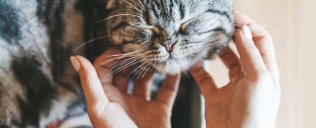 Two hands scratching under a grey cat's chin