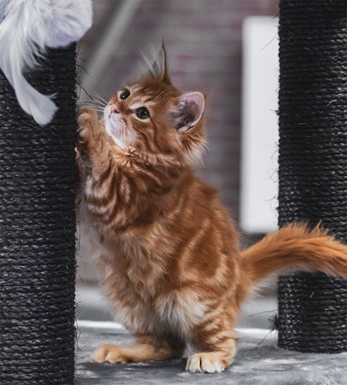 Fluffy ginger kitten using a scratching post