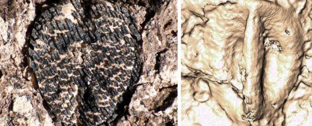 Winziges Fossil bringt Wein mit dem Tod von Dinosauriern in Verbindung: ScienceAlert