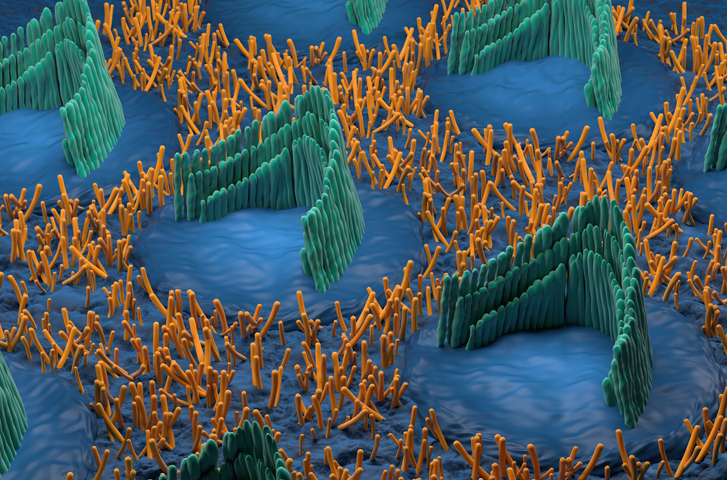 3D rendering of inner ear hair arrangement around their cells