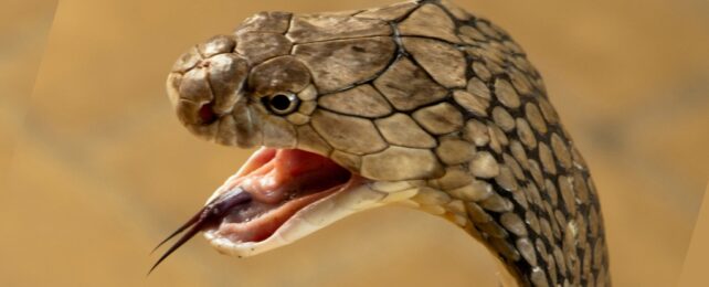 A King cobra with open mouth