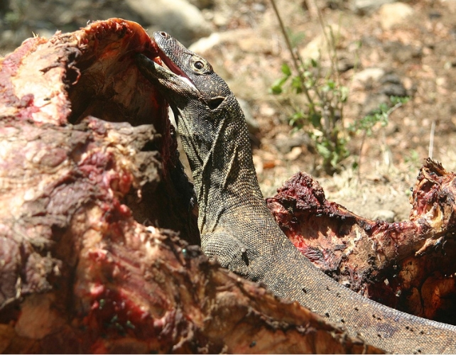 A komodo dragon eating something 