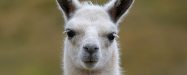 A Hidden Defense Inside Llamas Could Be The Secret to Fighting HIV