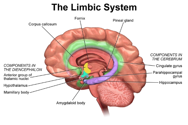 Графіка, що показує різні частини мозку, що утворюють лімбічну систему