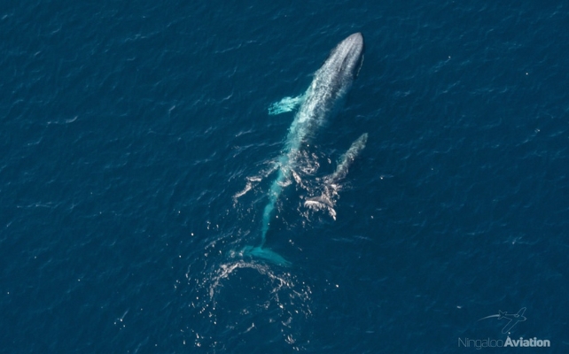 Bébé baleine bleue pygmée avec sa mère