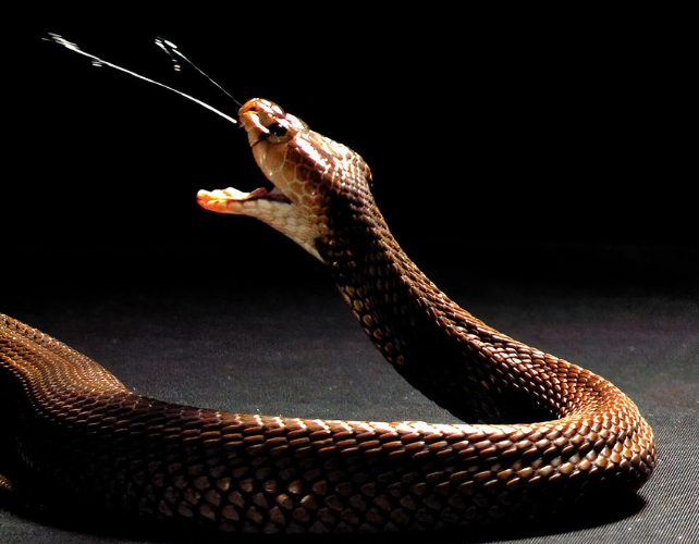 Blood Thinner Can Deal with Flesh-Consuming Cobra Venom, Scientists Uncover