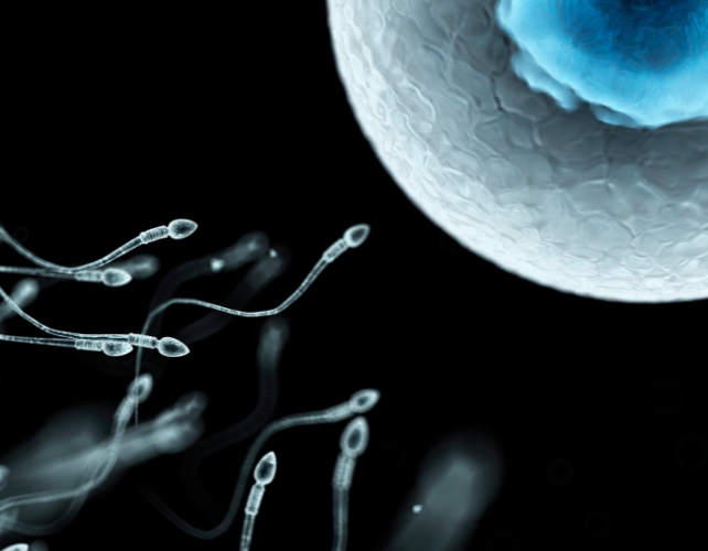 Sperm in white swimming towards a blue egg on a black background