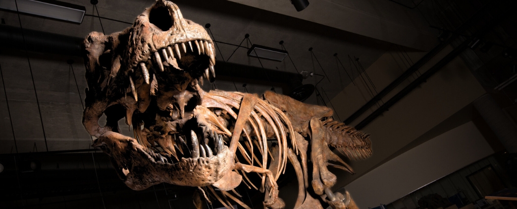 The Largest T. Rex Was Most likely A lot Larger Than We Ever Realized ...