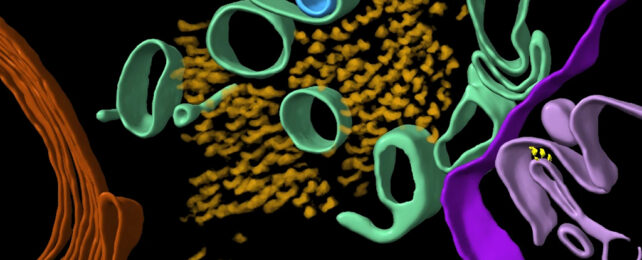 Tau proteins