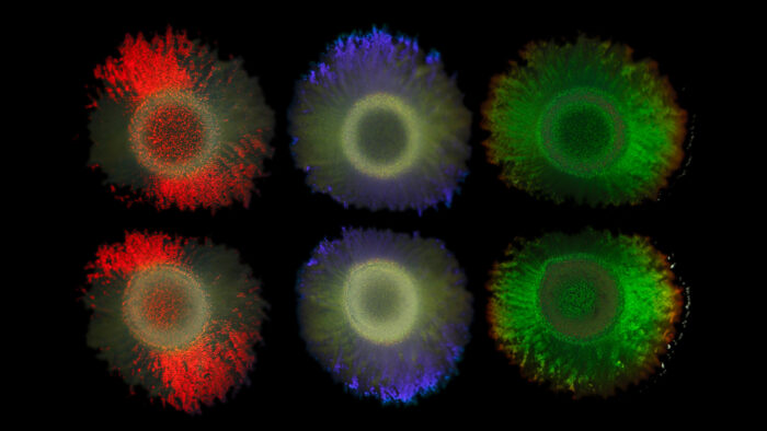 Six bacterial colonies with three different structural colours