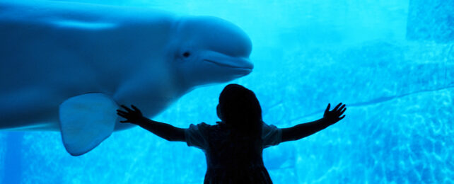 beluga whale and human child