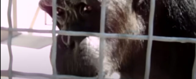 Astonishing Videos Capture Chimpanzees Saying Actual Human Words