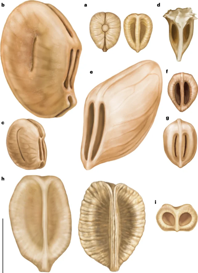 Illustraties van druivenpitten