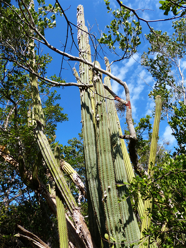 key lago cactus