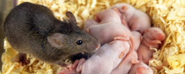 mouse with babies