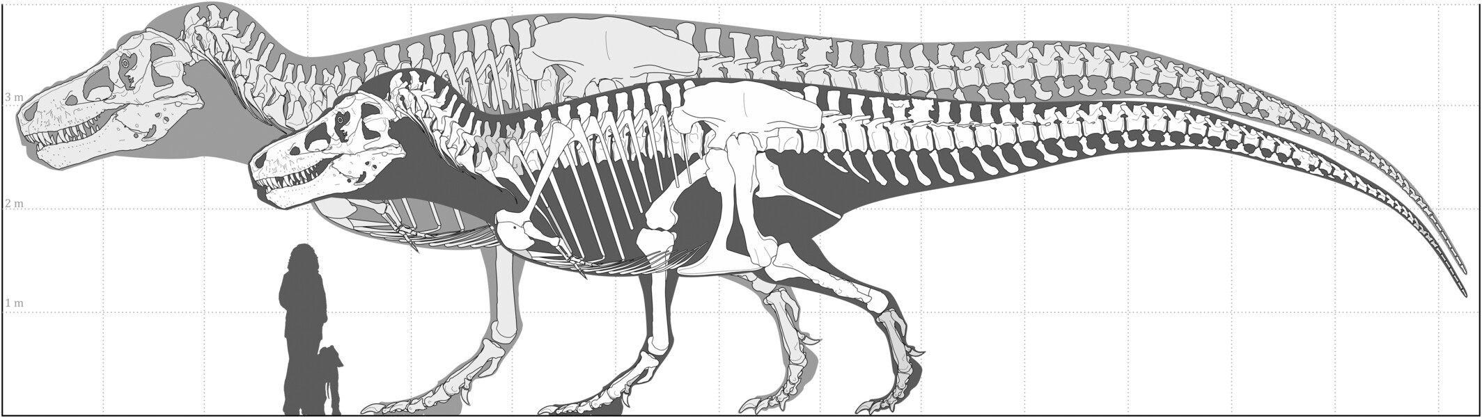 The Largest T. Rex Was Probably Much Bigger Than We Ever Realized ...