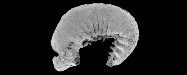 520-Million-Year-Old Fossilized Larva Found With Preserved Brain And Guts