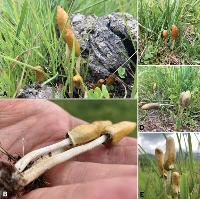 Psilocybe Maluti