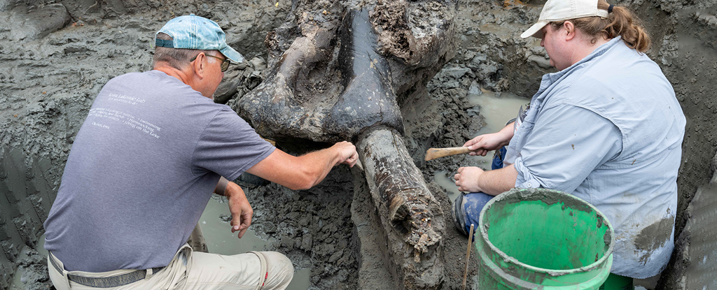 Archeologists working on mastodon fossil in the mud