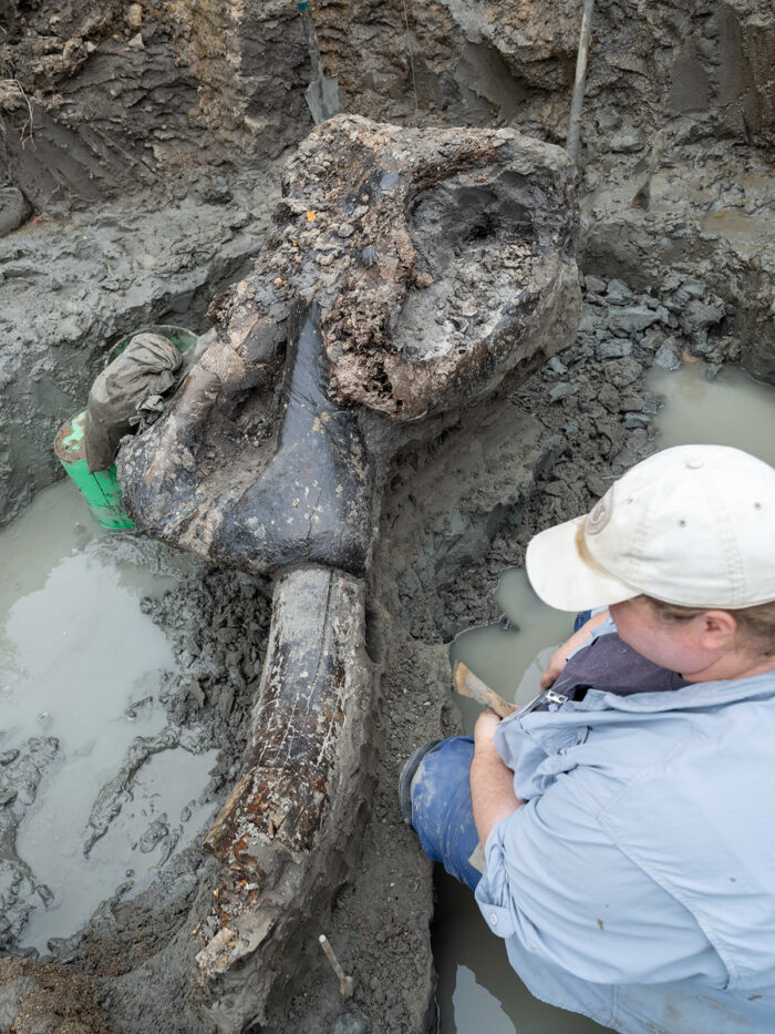 Archaeologist works on mastodon skull in mud