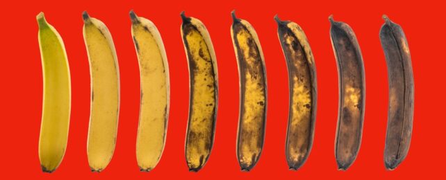 Banana Ripening On Red Background