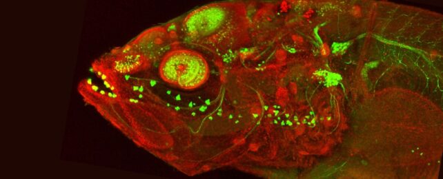 A red and green fluorescent image of a fish embryo