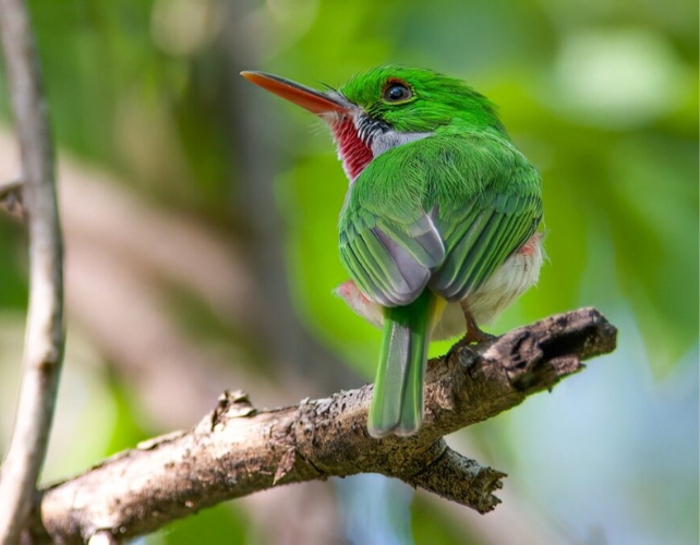 Hallan rastros del apocalipsis de los dinosaurios en los genes de las aves actuales: ScienceAlert