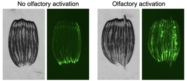 Four side by side images of nematodes, with the second and fourth image showing fluorescent green staining