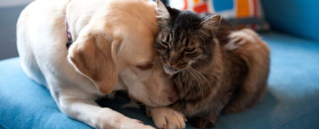 Cats Show Signs of Grief When Fellow Pets Die… Even Dogs