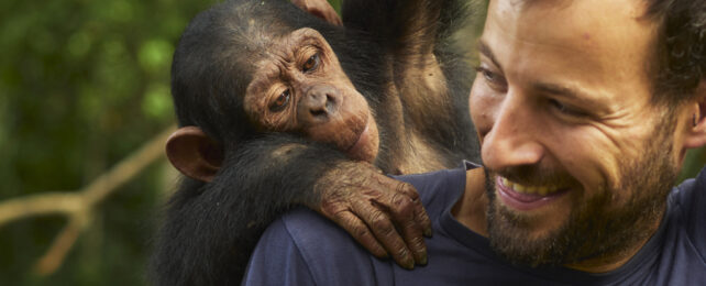 chimp resting arm and head on grinning man