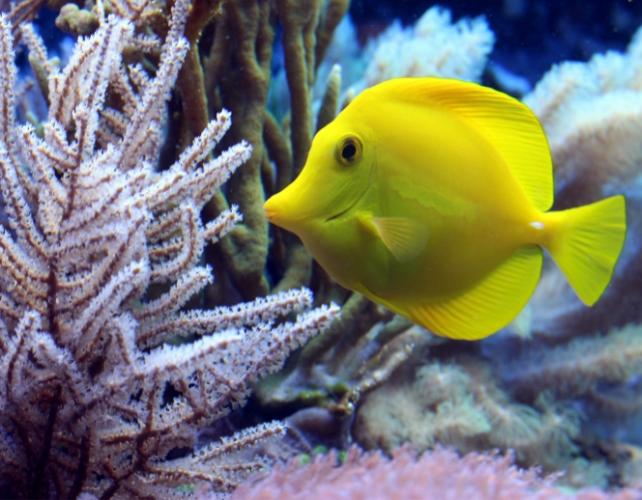 A yellow fish next to coral