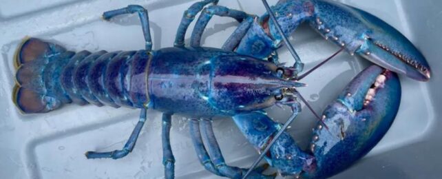 Gorgeous 'Cotton Candy' Lobster Just Found Is So Rare It's 1-in-100 Million