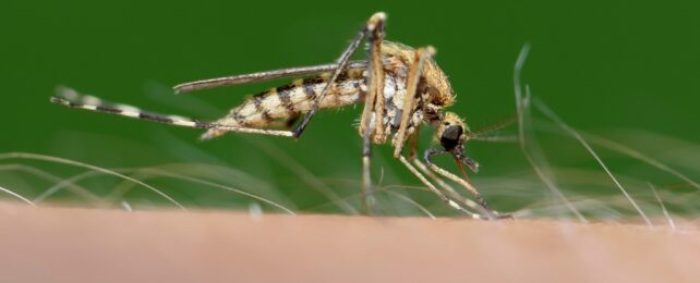 A mosquito biting human skin