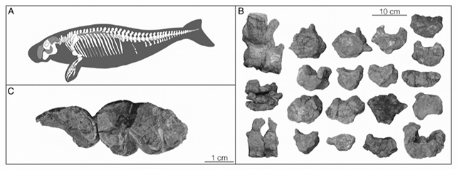 Sea cow fossil