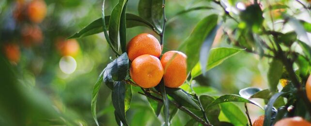 This Disease Is Wreaking Havoc on Citrus Fruit - And It's Spreading Worldwide