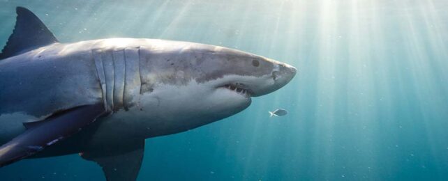 Surprise Discovery Reveals There Are 3 Different Kinds of Great White Shark