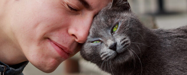 Green eyed grey cat rubbing head on young mans face