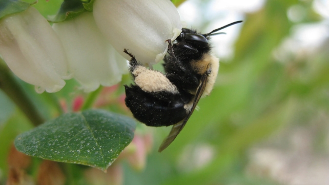 A bee upside down on a white flower. 