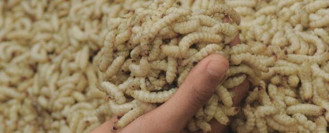 A huge handful of maggots